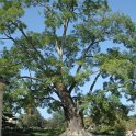Sophora japonica versailles
